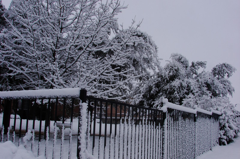 Snow on a wrought iron fence and trees.