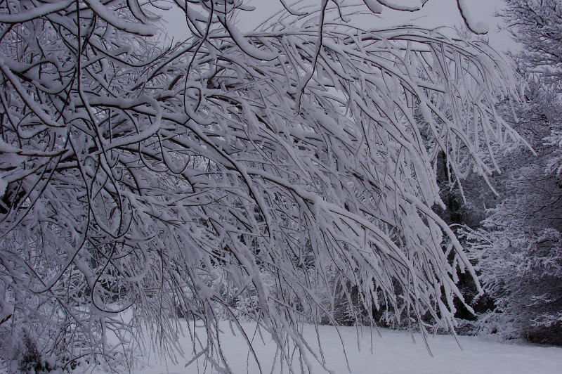 A picture showing snow accumulation on tree branches.