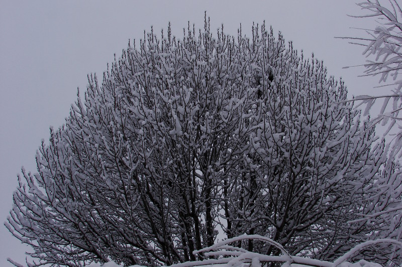 Snow Bradford Pear Tree