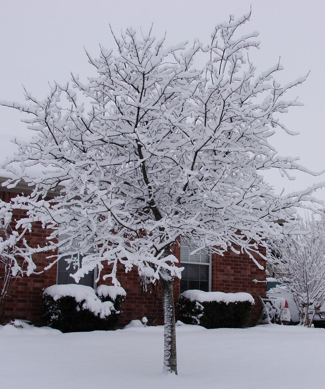 Snow on tree branches